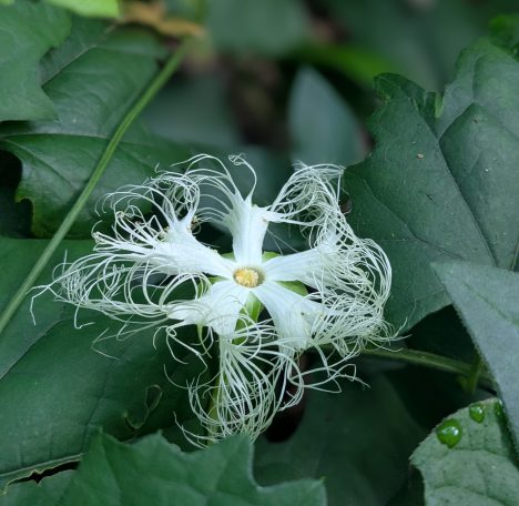 烏瓜の花、ご存じですか