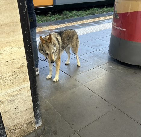 2026年3月19日_リミニ→フィレンツェ→ピサ@イタリア